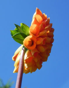 Pompon Dahlie gefuellt Bluete orange Dahlia x hortensis 21