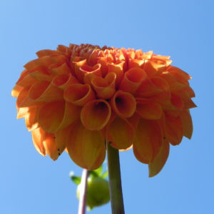 Pompon Dahlie gefuellt Bluete orange Dahlia x hortensis 22