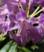 Zurück zum kompletten Bilderset Pontische-Alpenrose Blüte pink Rhododendron ponticum