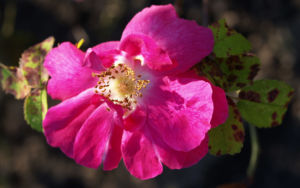 Portlandrose Bluete pink Rosa rosa 05