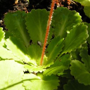 Porzellanblümchen Blatt grün Saxifraga umbrosa 01