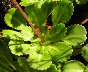 Porzellanblümchen Blatt grün Saxifraga umbrosa 02