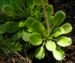 Zurück zum kompletten Bilderset Porzellanblümchen Blüte weiß pink Saxifraga umbrosa