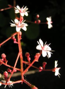 Porzellanblümchen Blüte weiß pink Saxifraga umbrosa 03