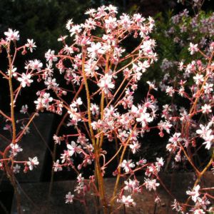 Porzellanblümchen Blüte weiß pink Saxifraga umbrosa 07