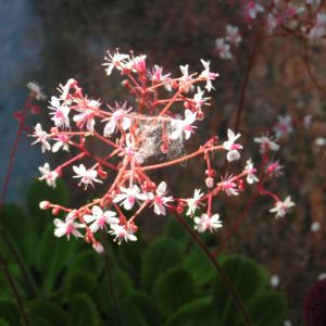 Porzellanblümchen Blüte weiß pink Saxifraga umbrosa 09