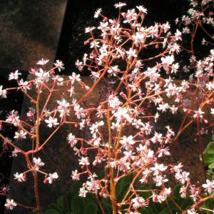 Porzellanblümchen Blüte weiß pink Saxifraga umbrosa 12