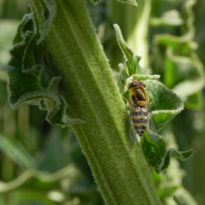 Pracht Koenigskerze Blatt gruen Verbascum speciosum 10