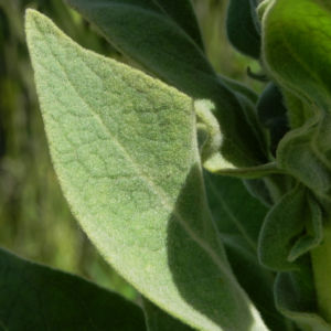 Pracht Koenigskerze Blatt gruen Verbascum speciosum 12