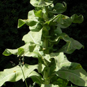 Pracht Koenigskerze Blatt gruen Verbascum speciosum 13