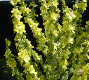 Pracht Koenigskerze Bluete gelb Verbascum speciosum 01
