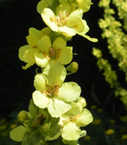 Pracht Koenigskerze Bluete gelb Verbascum speciosum 02