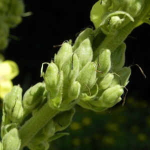 Pracht Koenigskerze Bluete gelb Verbascum speciosum 05