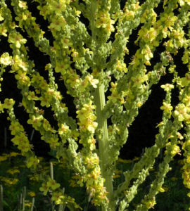 Pracht Koenigskerze Bluete gelb Verbascum speciosum 08