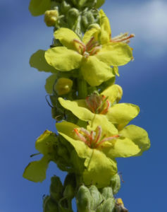 Pracht Koenigskerze Bluete gelb Verbascum speciosum 14