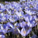 Zurück zum kompletten Bilderset Pracht-Herbst-Krokus Blüte hellblau Crocus speciosus