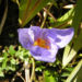 Zurück zum kompletten Bilderset Pracht-Herbst-Krokus Blüte lila Crocus speciosus
