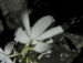 Zurück zum kompletten Bilderset Pracht-Orchidee Blüte weiß Phaius tankervilleae