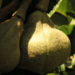 Zurück zum kompletten Bilderset Prächtige Rosskastanie Frucht braun grünlich Aesculus splendens