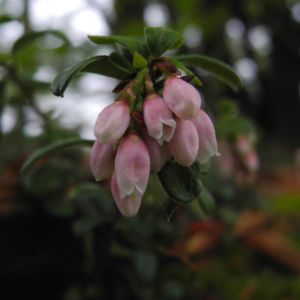 Preiselbeere Bluete weiss rose Vaccinium vitis idaea 02