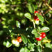 Zurück zum kompletten Bilderset Preiselbeere Frucht rot Vaccinium vitis-idaea