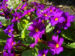 Zurück zum kompletten Bilderset Primel Blüte violett Primula vulgaris