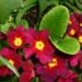 Zurück zum kompletten Bilderset Primel Blüte dunkelrot Primula vulgaris