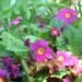 Zurück zum kompletten Bilderset Primel Blüte lila Primula acaulis