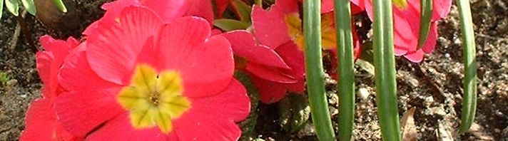 Anklicken um das ganze Bild zu sehen  Primel Blüte rot Primula vulgaris