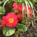 Zurück zum kompletten Bilderset Primel Blüte rot Primula vulgaris
