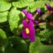 Zurück zum kompletten Bilderset Primel rote Blüte Primula vulgaris
