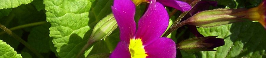 Anklicken um das ganze Bild zu sehen  Primel rote Blüte Primula vulgaris