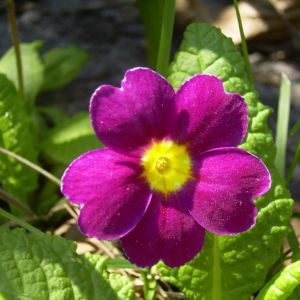 Primel rote Bluete Primula vulgaris 02