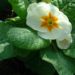 Zurück zum kompletten Bilderset Primel Blüte weiß Primula vulgaris
