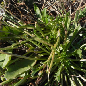 Primrose Goodenia Blatt gruen Goodenia blackiana 02