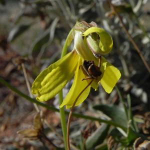 Primrose Goodenia Bluete gelb Goodenia blackiana 01