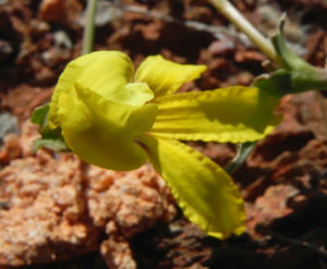Primrose Goodenia Bluete gelb Goodenia blackiana 04