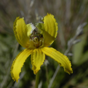 Primrose Goodenia Bluete gelb Goodenia blackiana 10