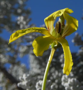 Primrose Goodenia Bluete gelb Goodenia blackiana 12