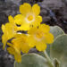 Zurück zum kompletten Bilderset Aurikel Blüte gelb Primula auricula