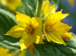 Punktierter Gilbweiderich Bluete gelb Lysimachia punctata 02