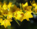 Zurück zum kompletten Bilderset Punktierter Gilbweiderich Blüte gelb - Lysimachia punctata
