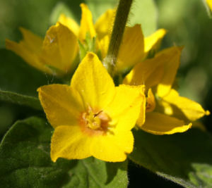 Punktierter Gilbweiderich Bluete gelb Lysimachia punctata 09