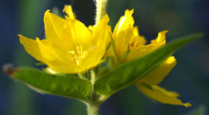 Punktierter Gilbweiderich Bluete gelb Lysimachia punctata 10