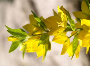Punktierter Gilbweiderich Bluete gelb Lysimachia punctata 11