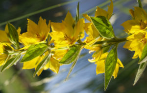 Punktierter Gilbweiderich Bluete gelb Lysimachia punctata 14