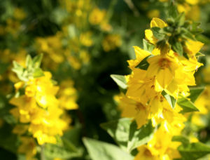 Punktierter Gilbweiderich Bluete gelb Lysimachia punctata 15