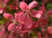 Zurück zum kompletten Bilderset Blutapfel Blüte rot Malus purpurea