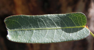 Purpur Korallenerbse Blatt gruen Hardenbergia violacea 05
