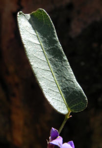 Purpur Korallenerbse Blatt gruen Hardenbergia violacea 06